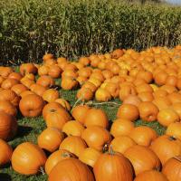 SQA (Supplier Quality Assurance) and Spec management